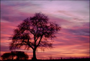 Tree silhouetted against a cloudy sunset